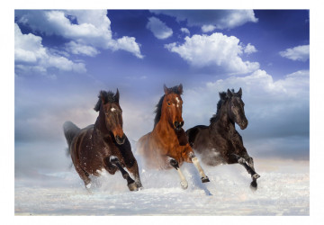 Fototapet - Horses in the Snow - Img 2