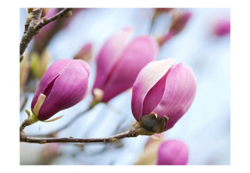 Fototapet - spring - magnolia - Img 2