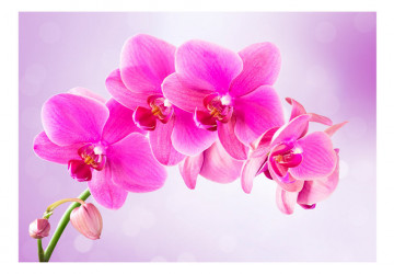 Fototapet - Thoughtfulness - Img 2