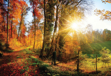 Sunrise In Autumn Forest Photo Wallpaper Wall Mural - Img 6