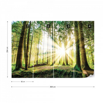 Sunrise Through The Forest Trees Photo Wallpaper Wall Mural - Img 7