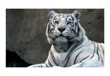 Fototapet - Bengali tiger in zoo - Img 2