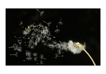 Fototapet - Dandelion seeds carried by the wind - Img 2