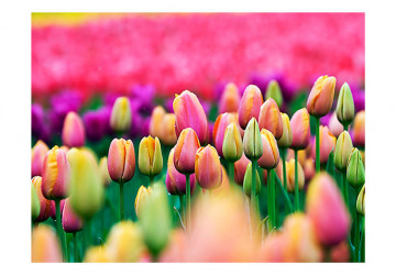 Fototapet - Field of tulips - Img 2