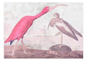 Fototapet - Ibis șarpe - pasăre roz de John James Audubon - Img 2