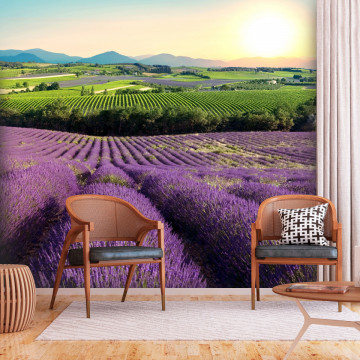 Fototapet - Lavender Field - Img 1