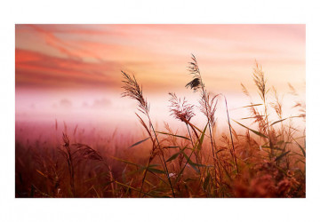 Fototapet - Morning meadow - Img 4