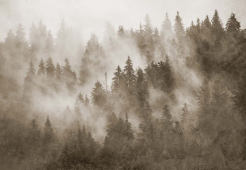 Fototapet - Pădure de Brazi în Ceață – Aspect Texturat, Sepia - Img 3