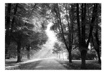 Fototapet - Path of Memories - Img 2