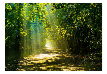 Fototapet - Road in Sunlight - Img 2
