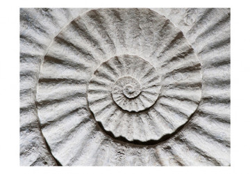 Fototapet - Shell - Img 2