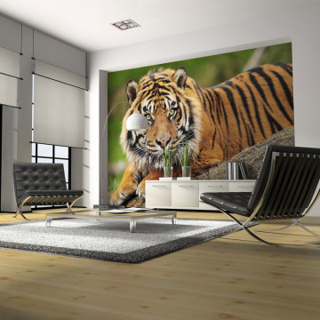 Fototapet - Sumatran tiger - Img 1