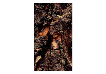 Fototapet - Time Carved in the Tree - Img 2