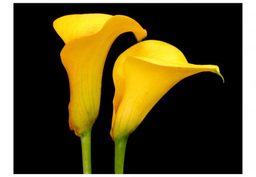 Fototapet - Two yellow calla flowers on a black background - Img 2