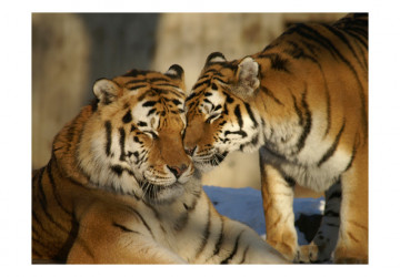 Fototapet - Unconditional love - Img 2