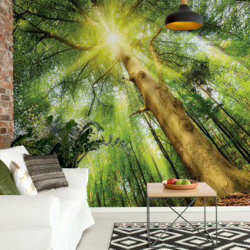Sunshine Trees In The Forest Photo Wallpaper Wall Mural - Img 13