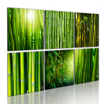 Tablou - Bamboo has many faces - Img 1