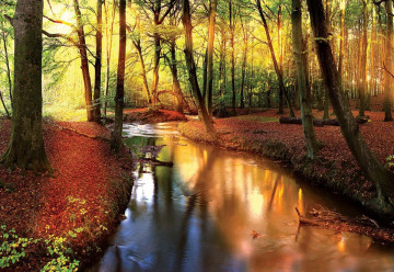 Autumn Forest River Nature Photo Wallpaper Wall Mural - Img 3