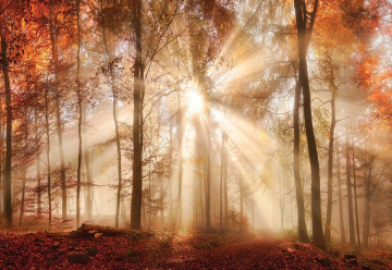 Autumn Trees Forest Sunshine Photo Wallpaper Wall Mural - Img 3