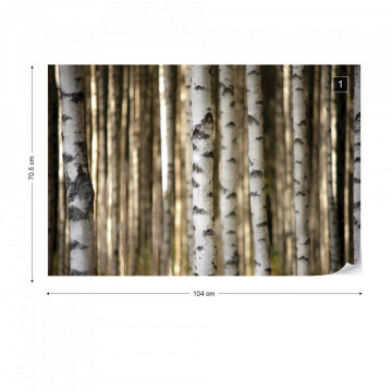 Birch Trees In The Forest Photo Wallpaper Wall Mural - Img 1