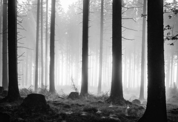 Black And White Atmospheric Forest Photo Wallpaper Wall Mural - Img 6