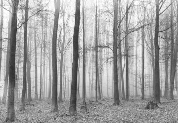 Black And White Misty Forest Photo Wallpaper Wall Mural - Img 3