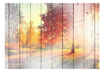 Fototapet - Autumn Sun - Img 2
