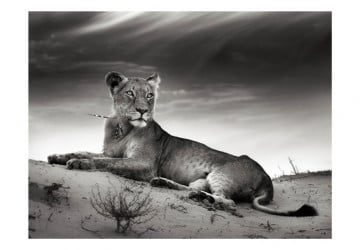 Fototapet - Black and white lioness - Img 2
