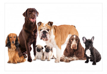 Fototapet - Dog Integration - Img 2