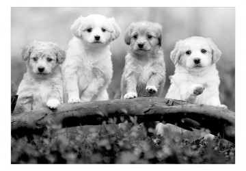 Fototapet - Four Puppies - Img 2