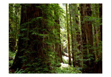 Fototapet - Green forest - Img 2