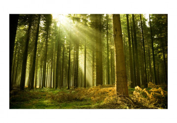 Fototapet - Pine forest - Img 2
