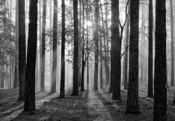 Fototapet - Răsărit de Soare în Pădure – Alb-Negru - Img 3