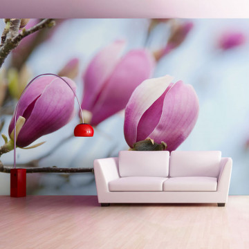 Fototapet - spring - magnolia - Img 1