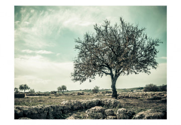 Fototapet - tree - vintage - Img 2