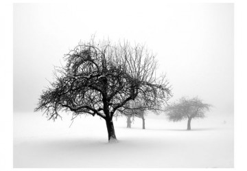 Fototapet - Winter: Trees - Img 2