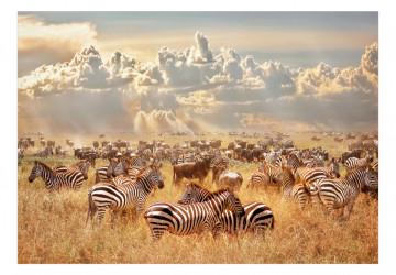 Fototapet - Zebra Land - Img 2
