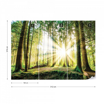 Sunrise Through The Forest Trees Photo Wallpaper Wall Mural - Img 12