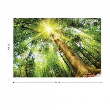 Sunshine Trees In The Forest Photo Wallpaper Wall Mural - Img 1