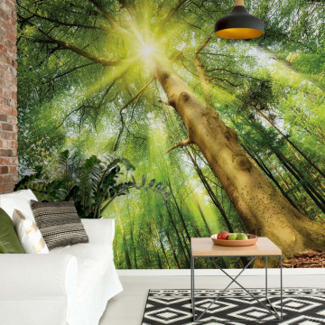 Sunshine Trees In The Forest Photo Wallpaper Wall Mural - Img 2