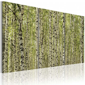 Tablou - A forest of birch trees - Img 1