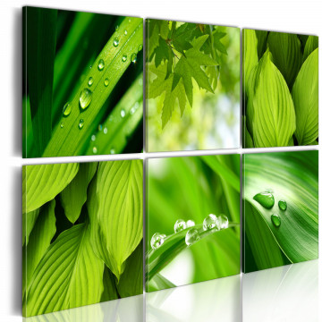 Tablou - Fresh green leaves - Img 1