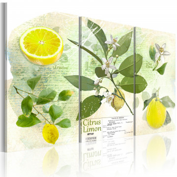 Tablou - Fruit: lemon - Img 1