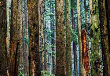 Tree Textures In The Forest Photo Wallpaper Wall Mural - Img 6