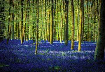 Blue Forest Trees Photo Wallpaper Wall Mural - Img 3