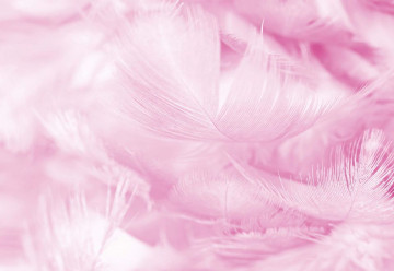 Feathers in Pink - Img 3