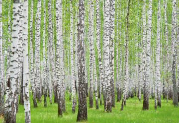 Forest Birch Trees Woods Photo Wallpaper Wall Mural - Img 3