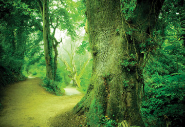Forest Nature Trees Photo Wallpaper Wall Mural - Img 6