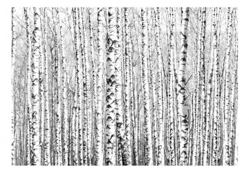 Fototapet - Birch forest - Img 2
