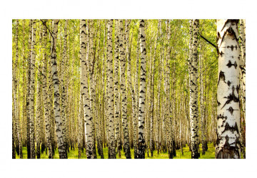 Fototapet - Birch forest - Img 2